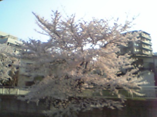 美しい桜